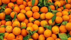 قیمت مرکبات شمال واقعی نیست