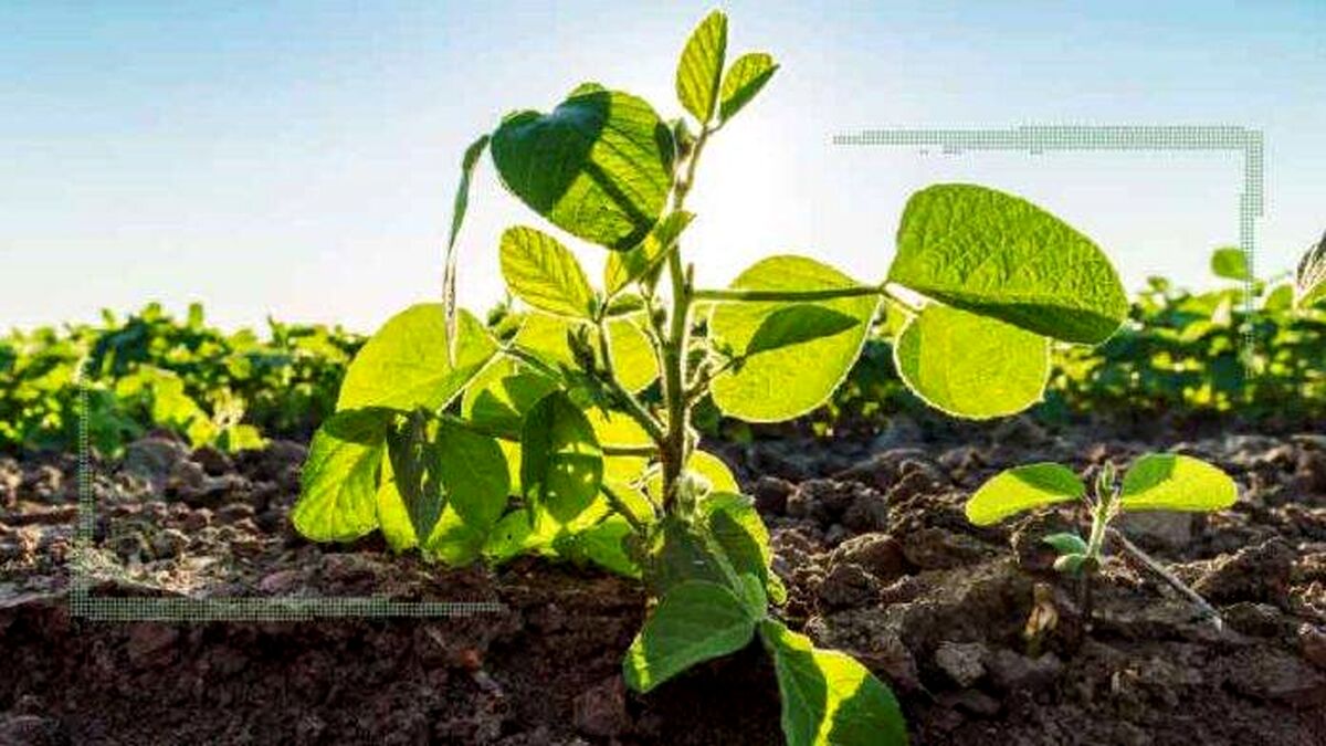25 درصد اضافه محصول با سویای تراریخته