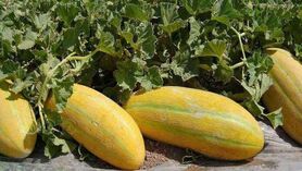 کشت محصولات استراتژیک جایگزین محصولات جالیزی شود