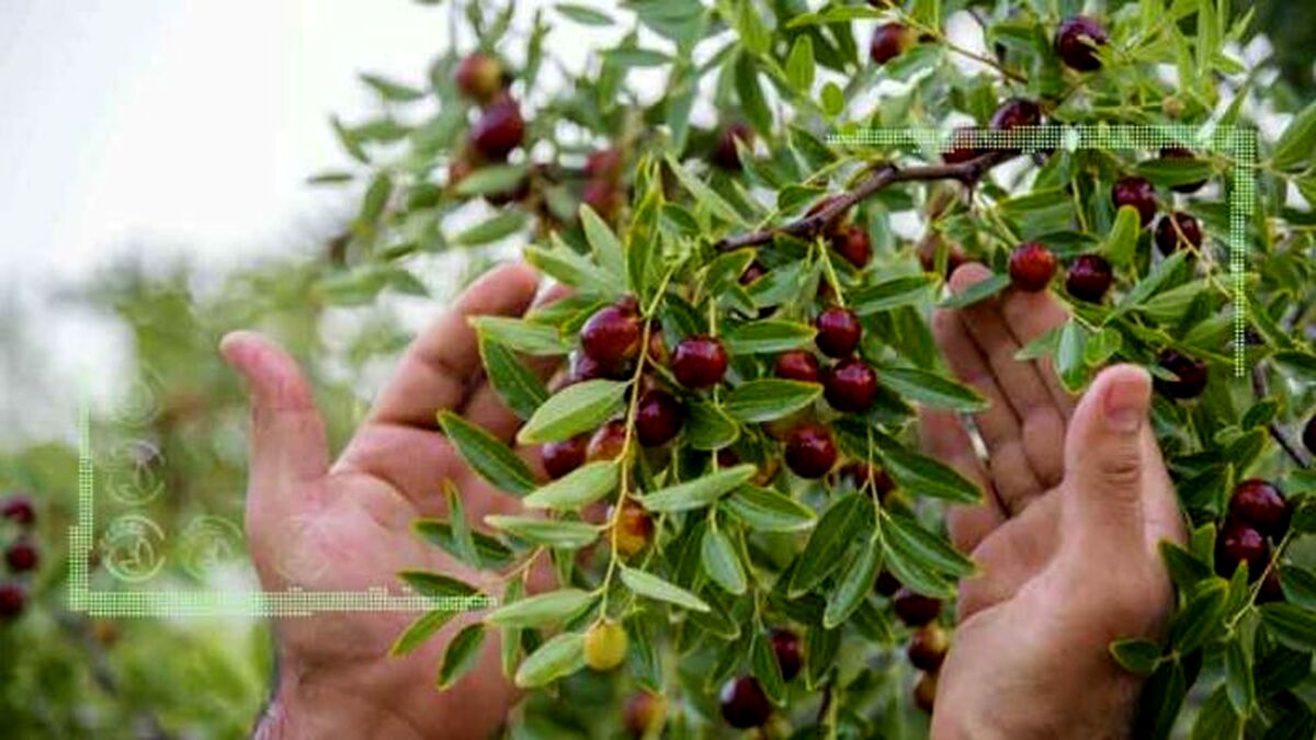 صنایع تبدیلی رونق بخش عناب خراسان جنوبی