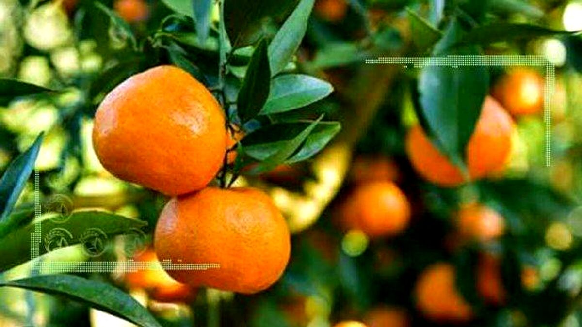 صادرات اولین محموله مرکبات مازندران به روسیه
