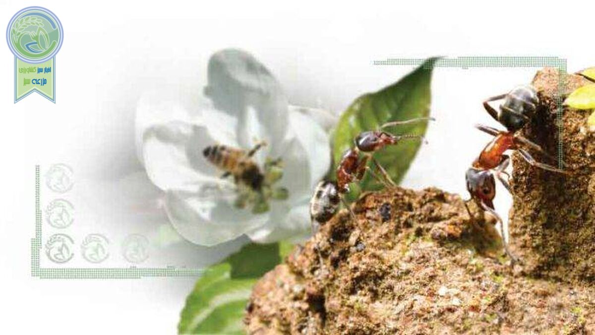 نقش غیرمستقیم مورچه‌ها در حفظ زنبورها