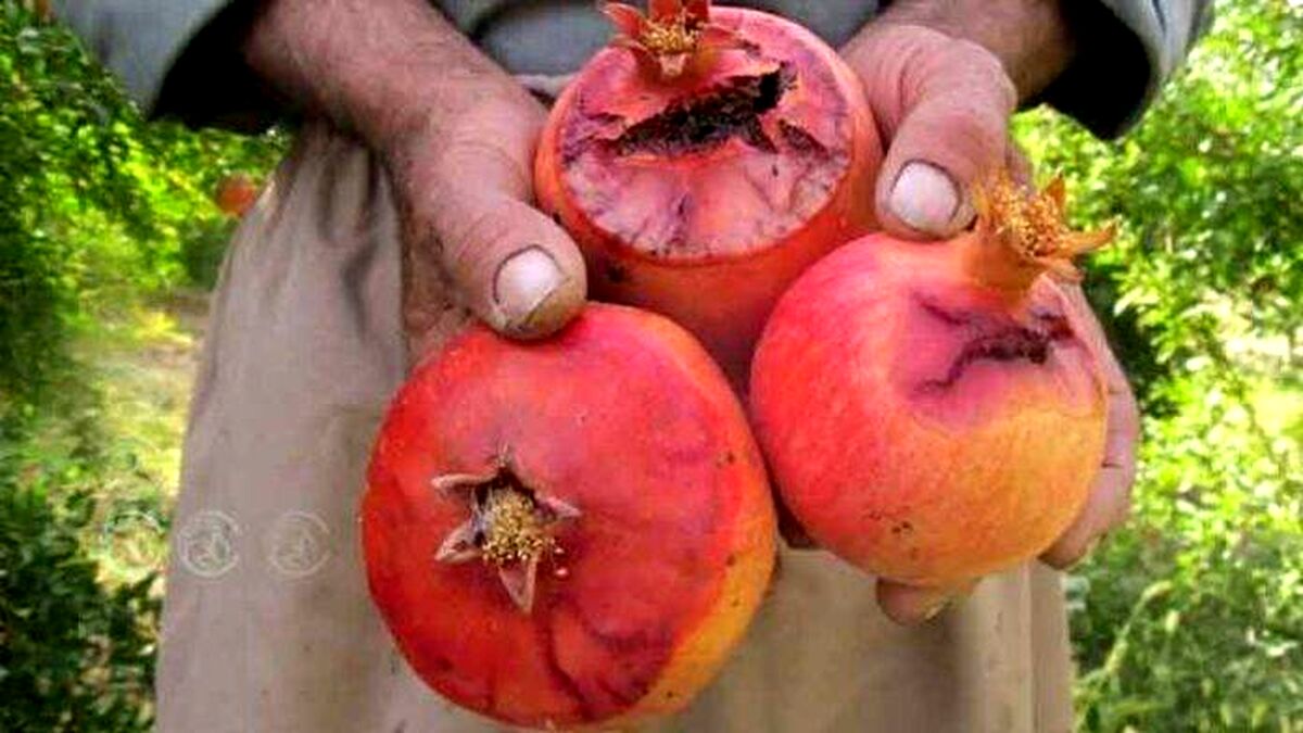 زخم آفت کرم گلوگاه بر باغات انار اصفهان
