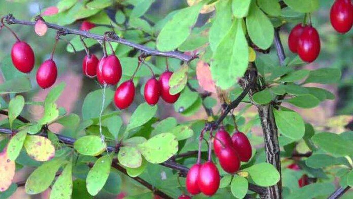 قطب جهانی زرشک ناخوش از مشکلات تکراری