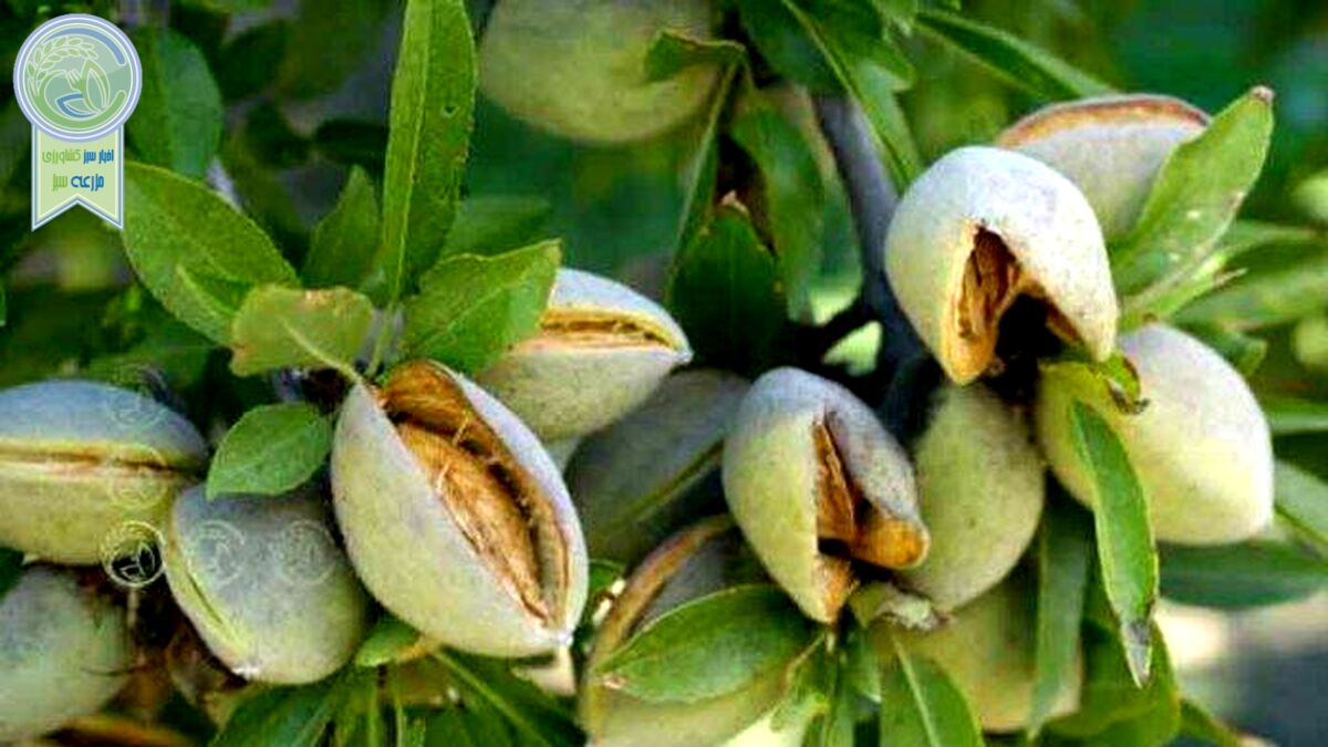 وزارت جهاد کشاورزی زیربارکاهش تولید بادام نمی رود