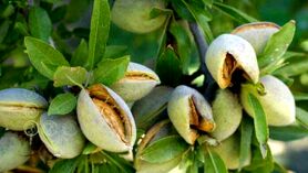وزارت جهاد کشاورزی زیربارکاهش تولید بادام نمی رود
