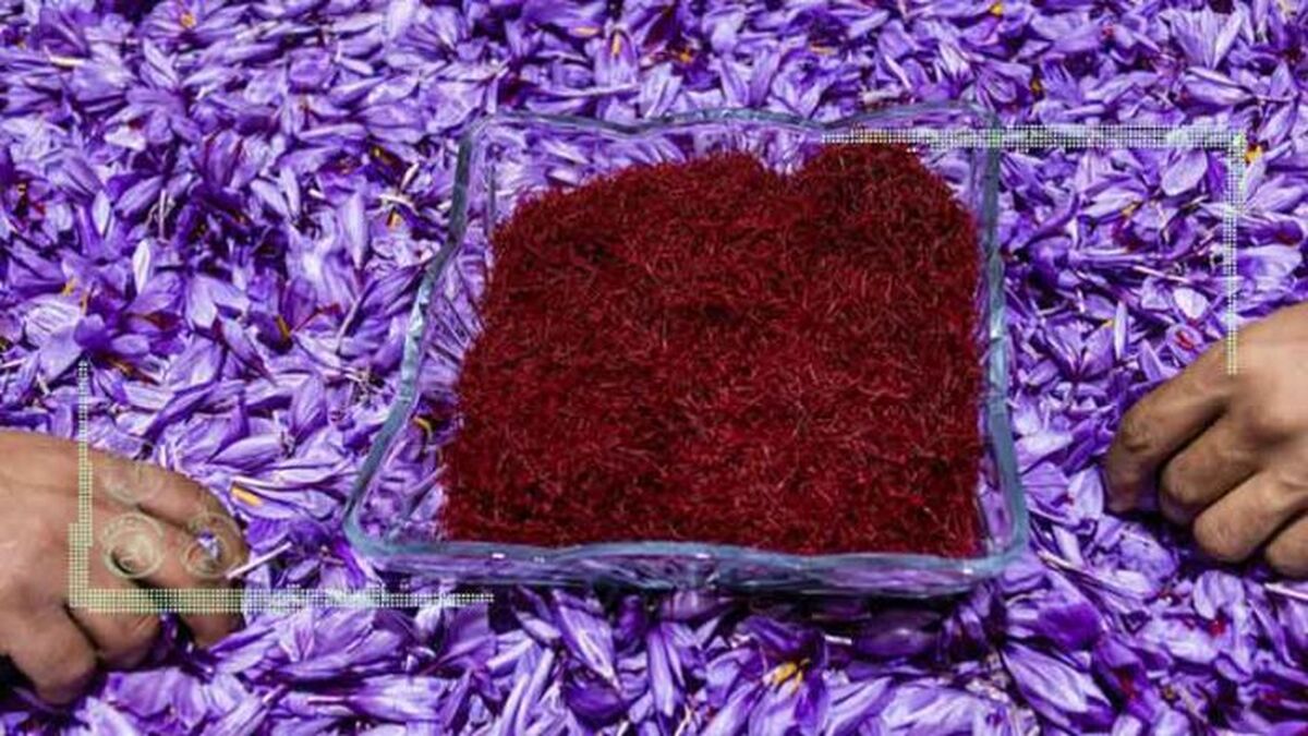 فرآوری زعفران ایران در قطر