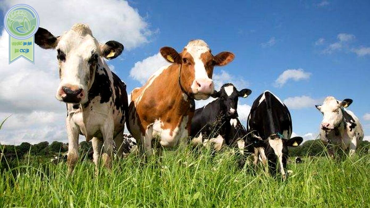 شایع ترین بیماری های گاو شیری کدامند؟