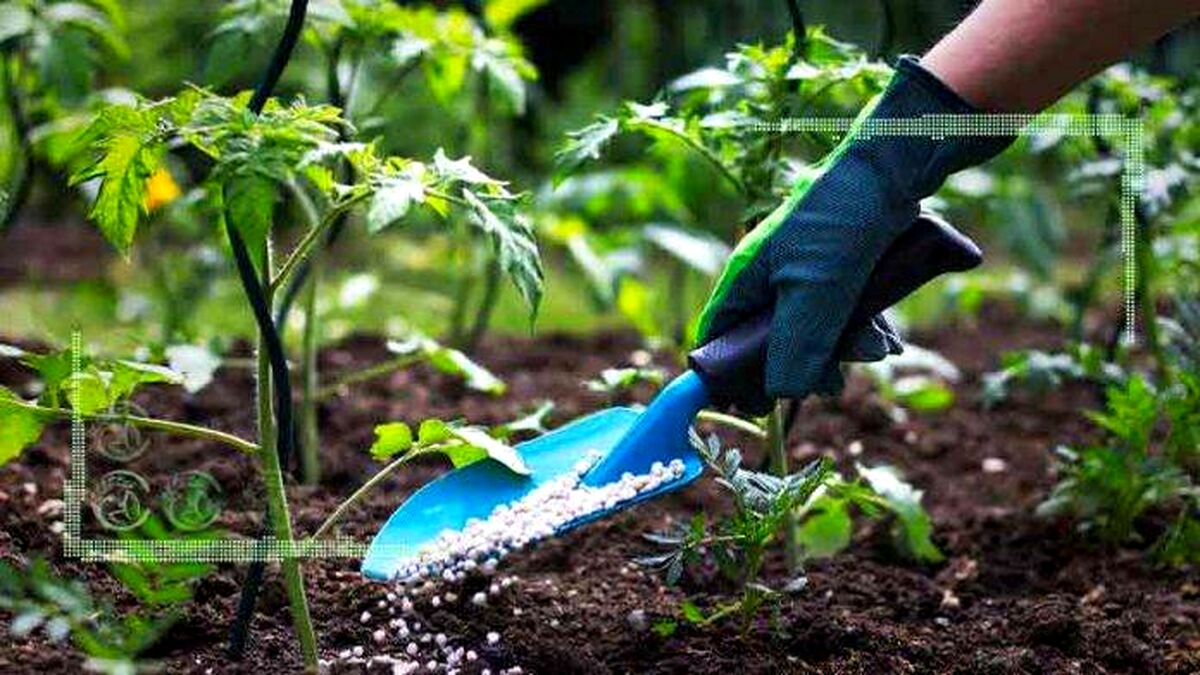کودهای یارانه ای بی کیفیت تولید کشور را تهدید می کند