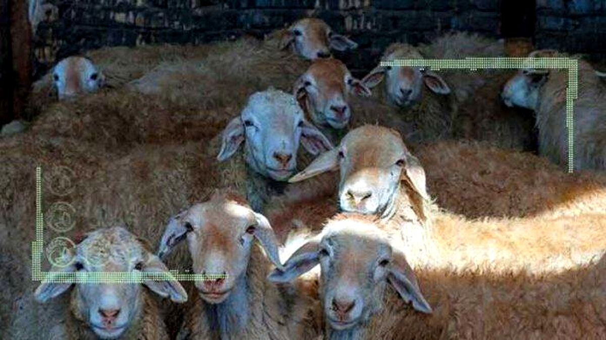 افزایش زاد و ولد گوسفندان در تابستانی که گذشت