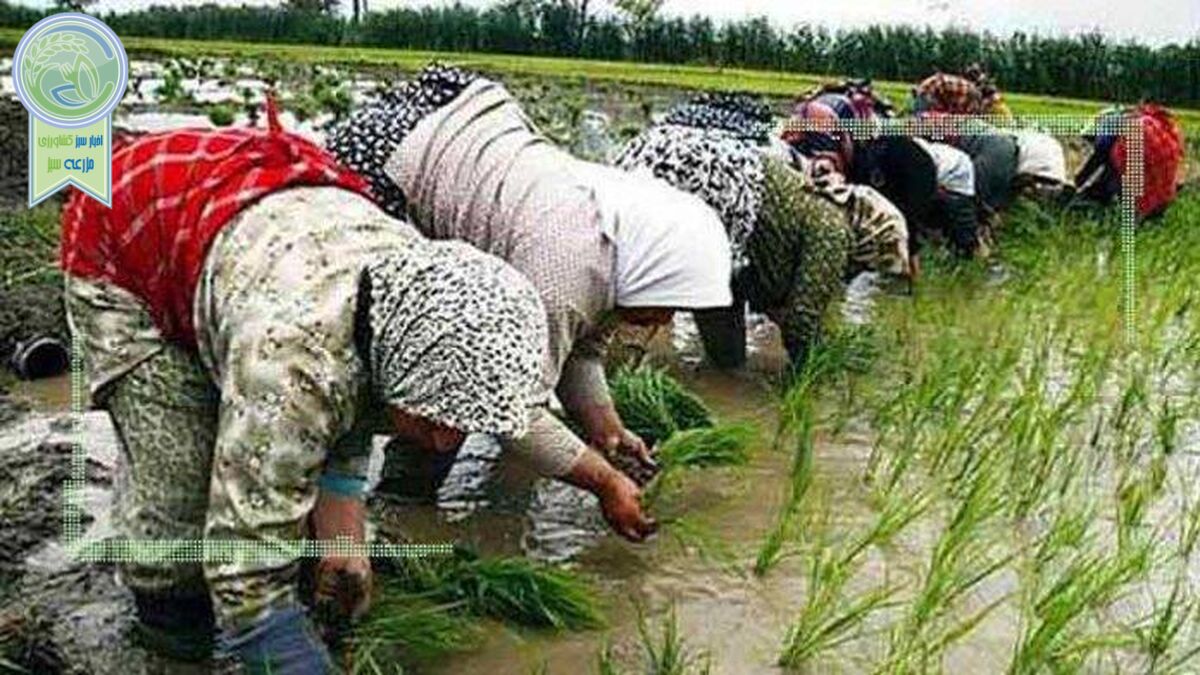 کاهش هزینه تولید برنج از طریق مکانیزاسیون