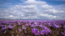 پادشاهی تجار افغانستانی در شطرنج زعفران ایرانی
