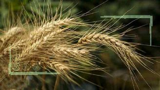 رکورد افزایش قیمت گندم در آمریکا