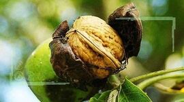 توسعه صنایع تبدیلی نیاز بازار گردوی تویسرکان