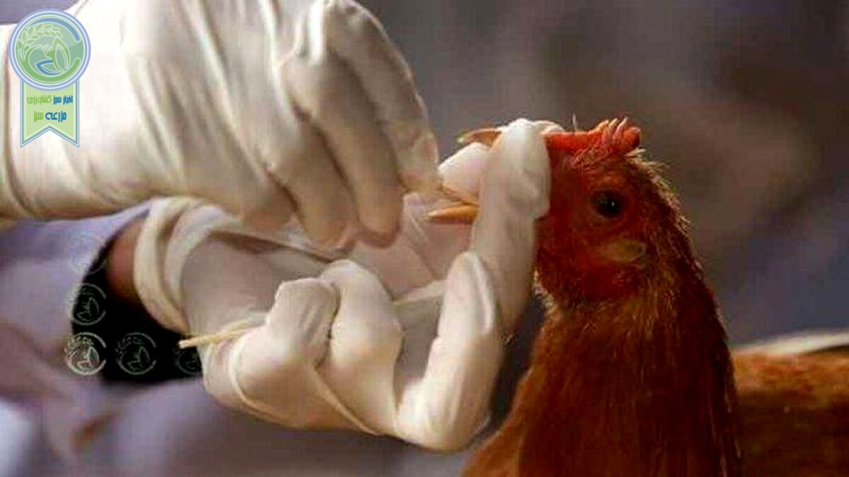 واکسینه شدن 8 میلیون مرغ تخم‌گذار علیه آنفلوآنزای پرندگان