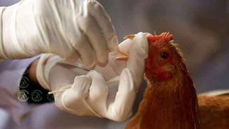 واکسینه شدن 8 میلیون مرغ تخم‌گذار علیه آنفلوآنزای پرندگان