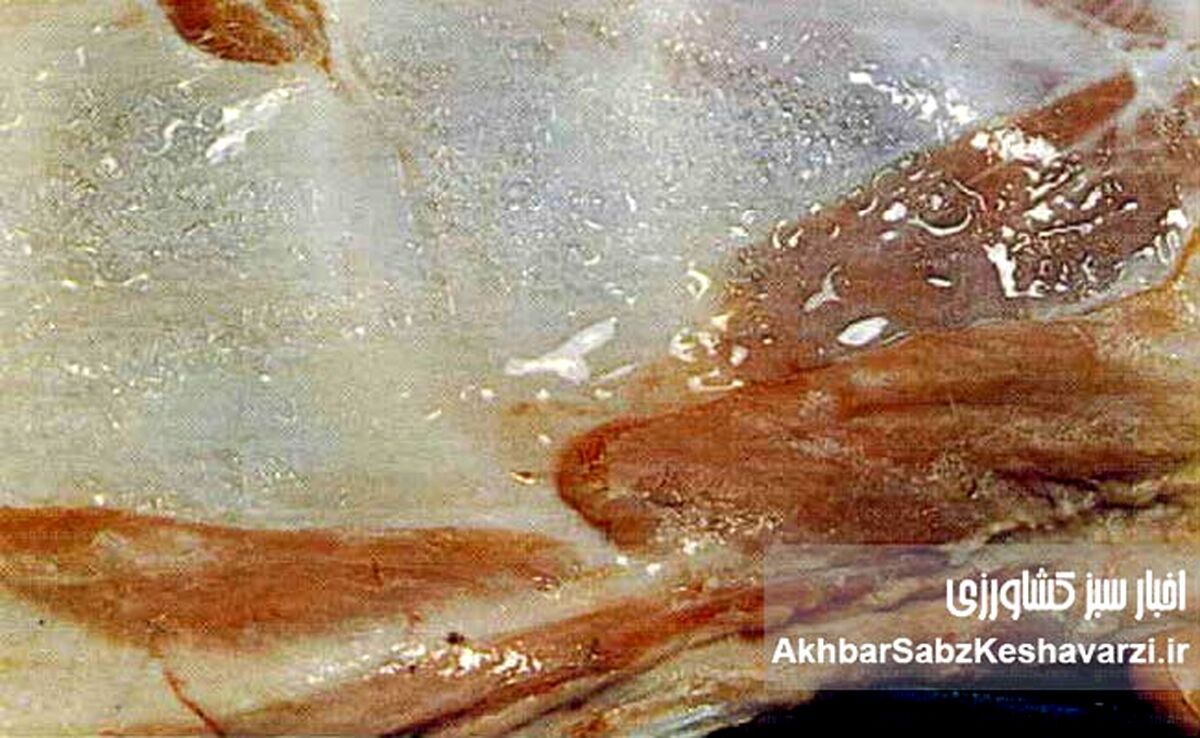 سندروم لاشه مرطوب گوسفند