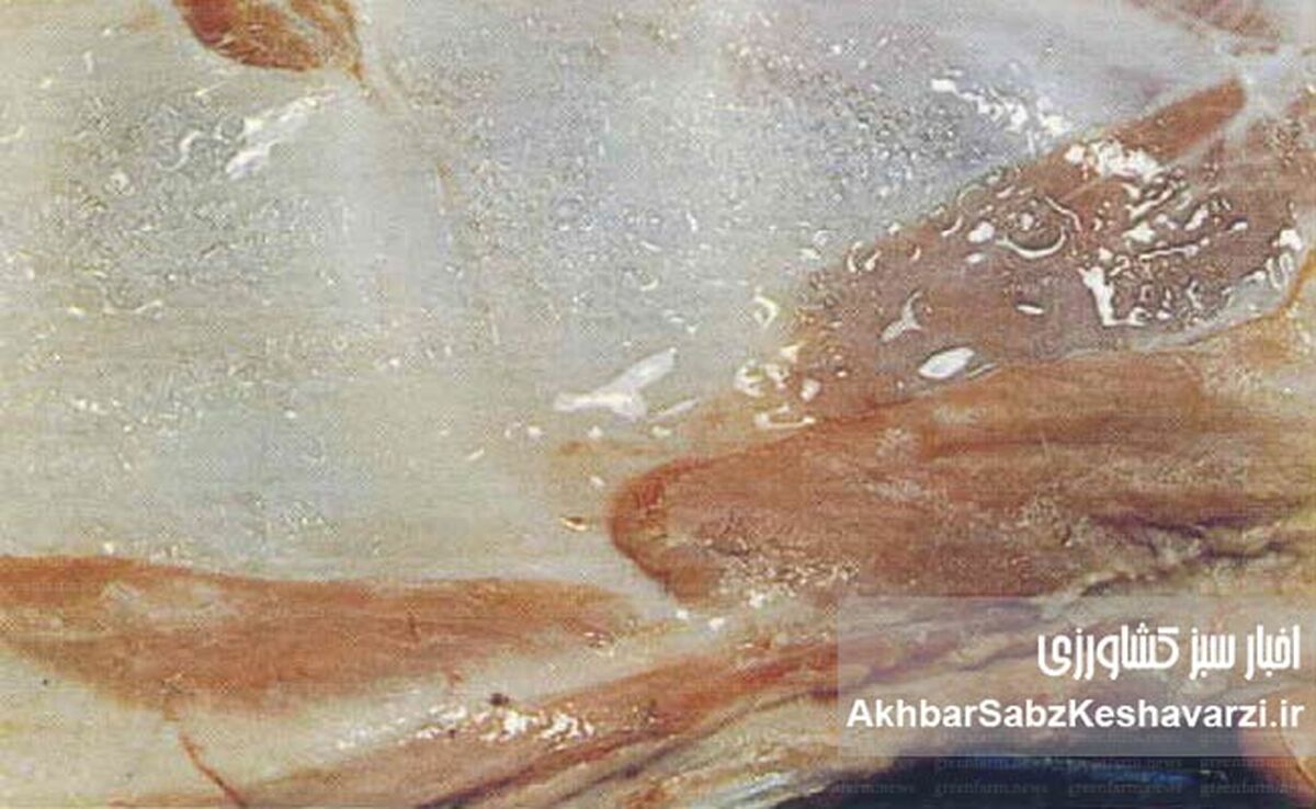 سندروم لاشه مرطوب گوسفند