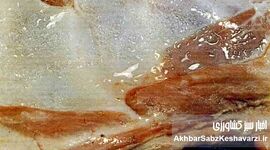 سندروم لاشه مرطوب گوسفند