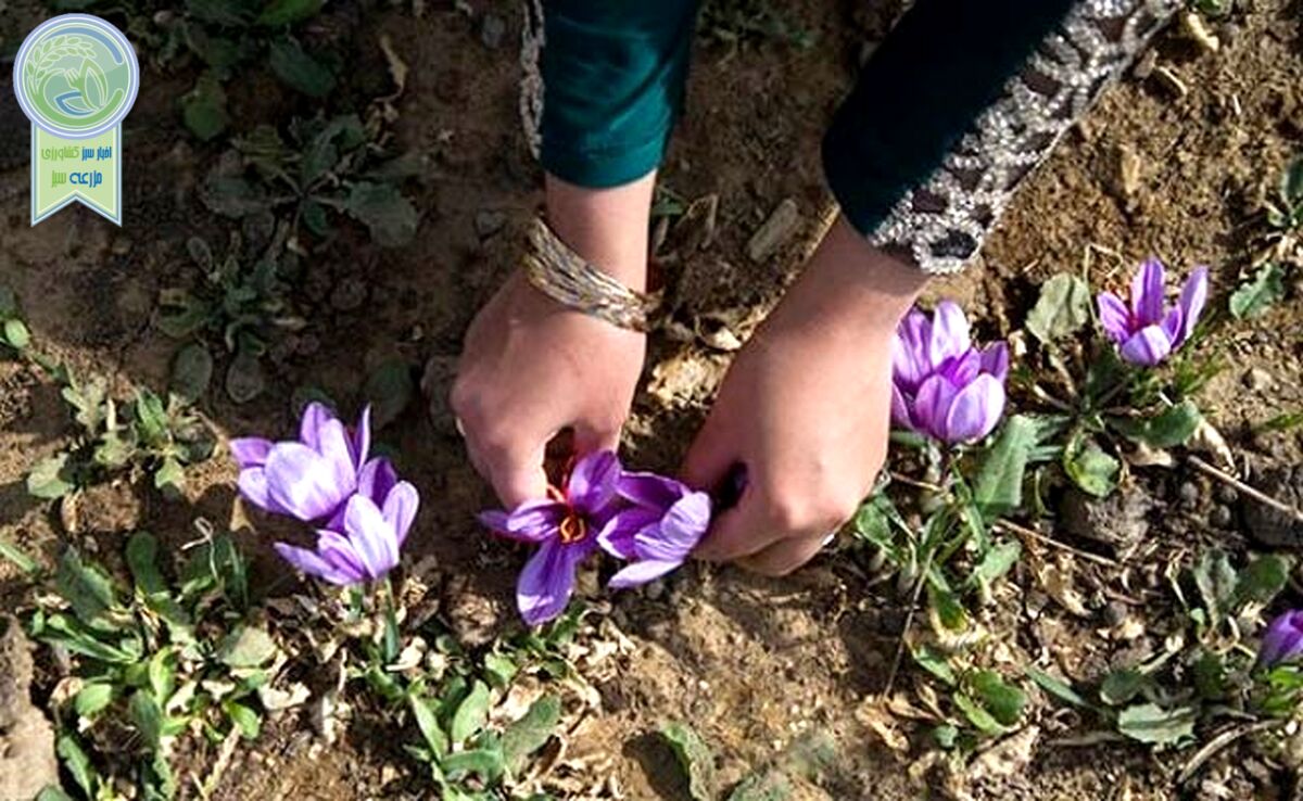 قاچاق ماهانه ۱۰ تن زعفران به خارج از کشور

