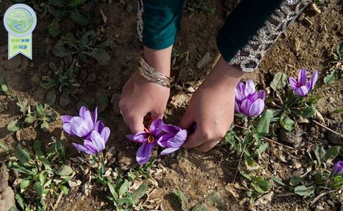 قاچاق ماهانه ۱۰ تن زعفران به خارج از کشور

