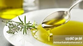 طـرز تهیه روغن زیتون خانگی با ماندگاری بالا+جزئیات