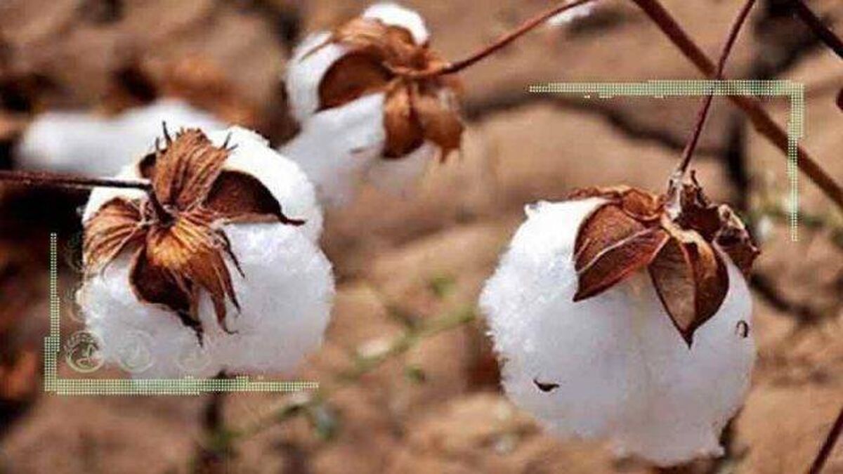 هزینه بالای کشت پنبه