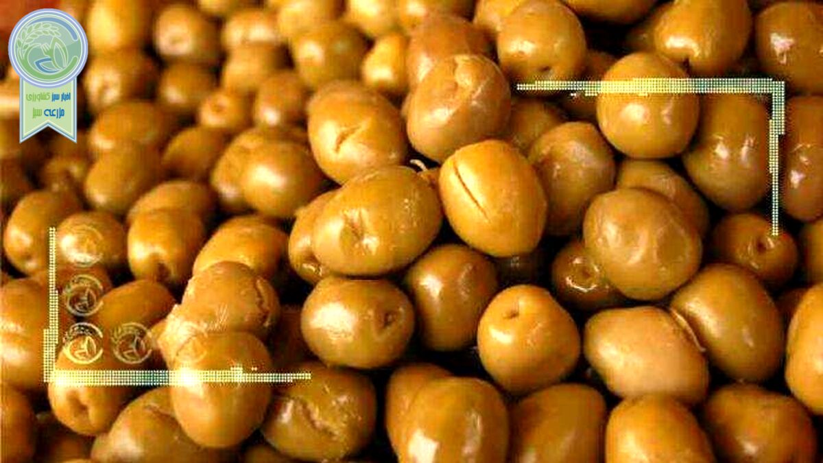خرید حمایتی زیتون توسط تعاون روستایی اجرایی نشده