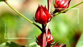 چای ترش ثروتی در دل کویر