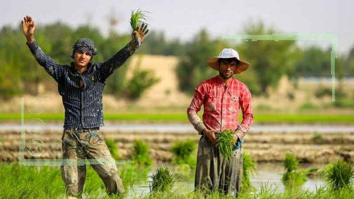 اجرای موفق الگوی کشت در گروی پای‌کار آمدن همه بخش‌ها