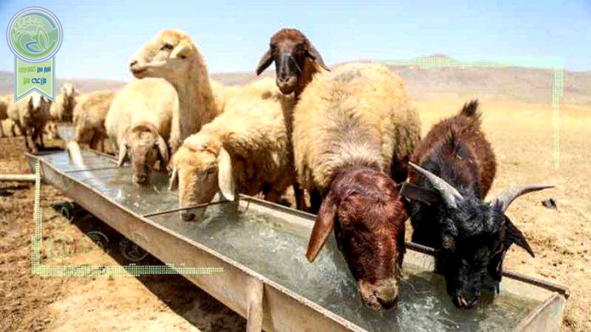 قیمت فروش دام نصف هزینه‌های آن است