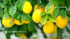 باغداری قراردادی لازمه حمایت از کشاورزان
