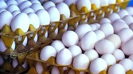 جیره‌بندی تخم مرغ در بریتانیا