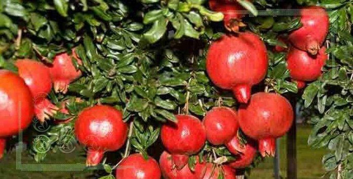 یاقوت‌هایی که در نبود سردخانه ارزان فروخته می‌شوند