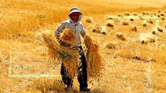خرده مالکی تهدیدی برای امنیت غذایی کشور