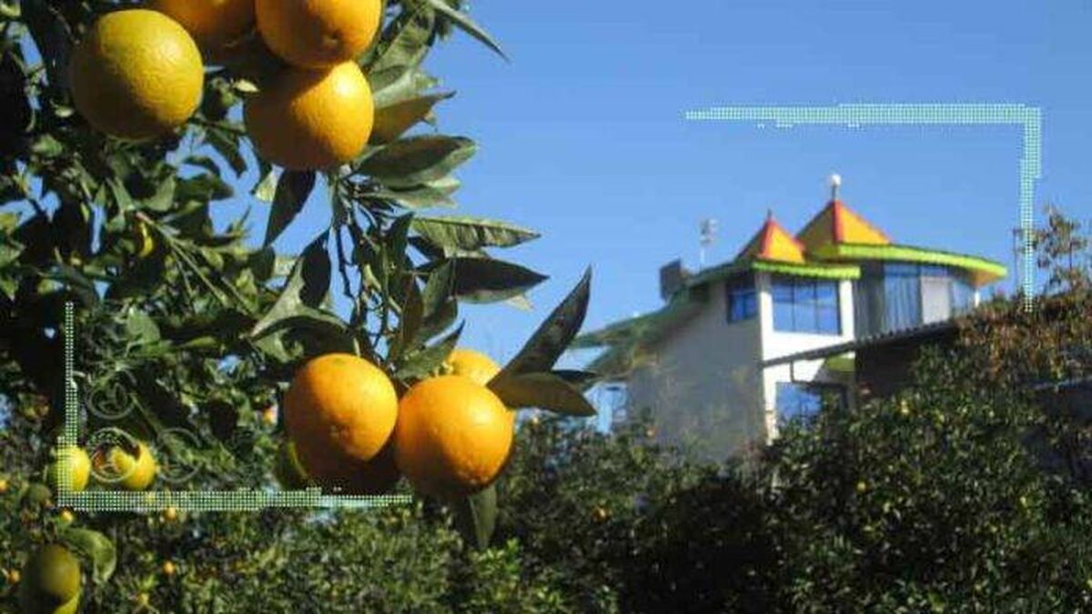 ویلا‌های خوش‌نشینان در شمال میزبان مخرب‌ترین آفت گیاهی