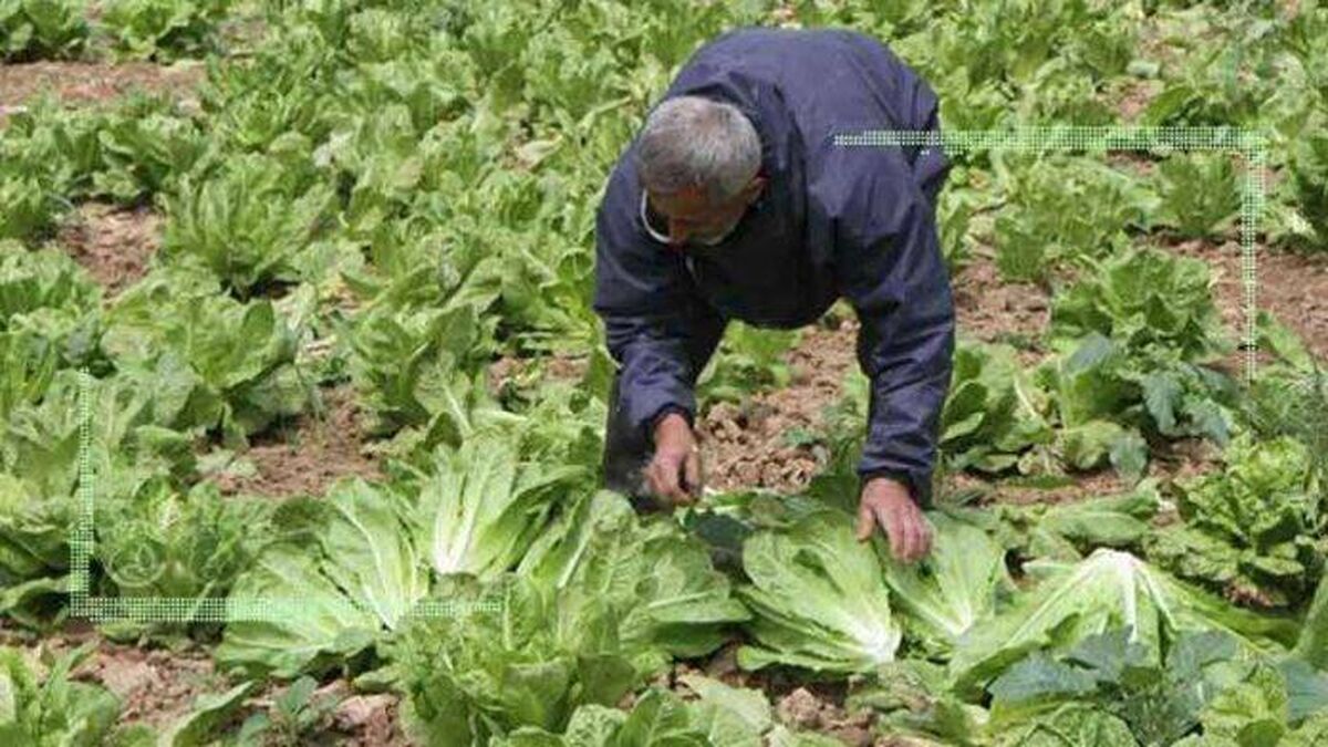دست کوتاه کشاورزان از وام دولتی