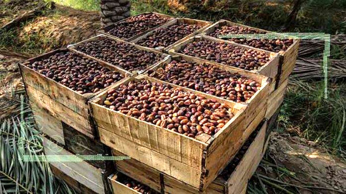 واردات خرمای ایرانی ثمره عملکرد ضعیف مدیران
