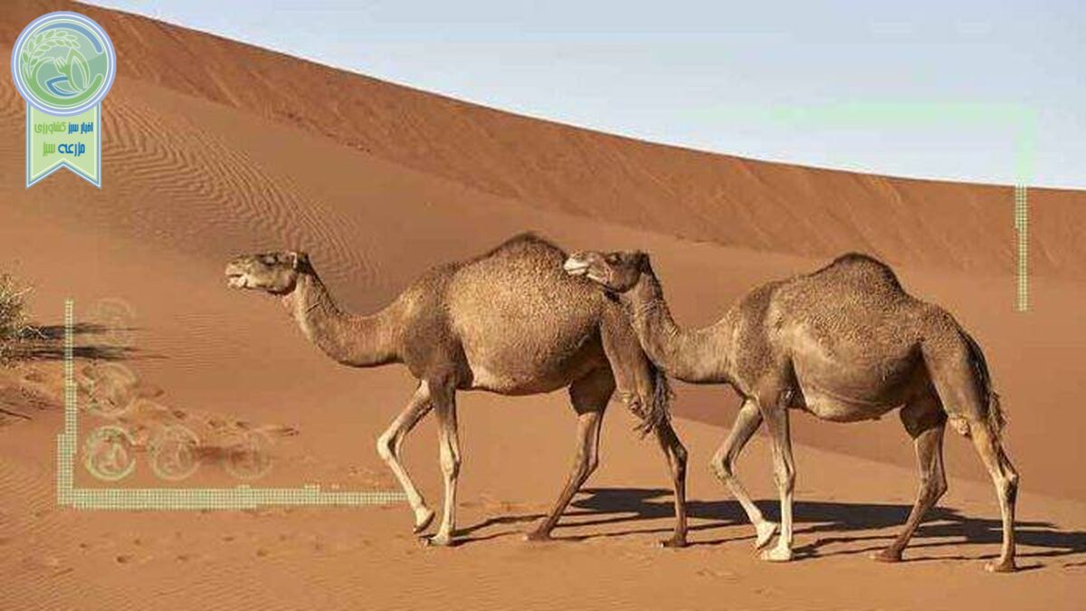 شتر؛ دامی فراموش شده