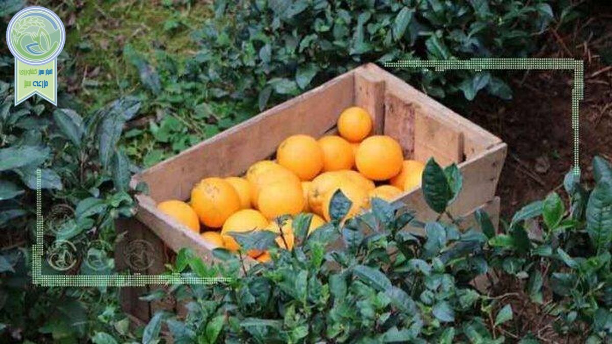 ترفند سورتینگ‌داران برای ریزش قیمت مرکبات