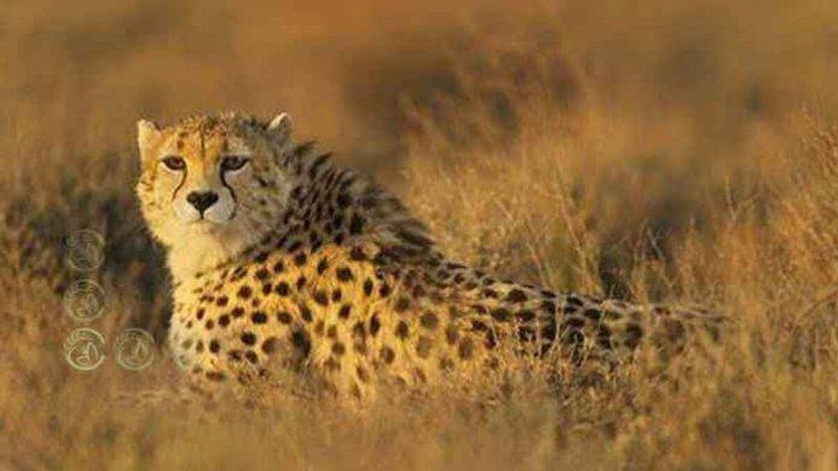 اما و اگرهای حفاظت از یوز آسیایی