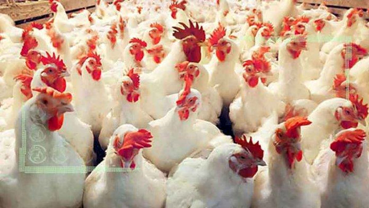 خسارت ۴۰۰ میلیارد تومانی به مرغداران در 2 ماه