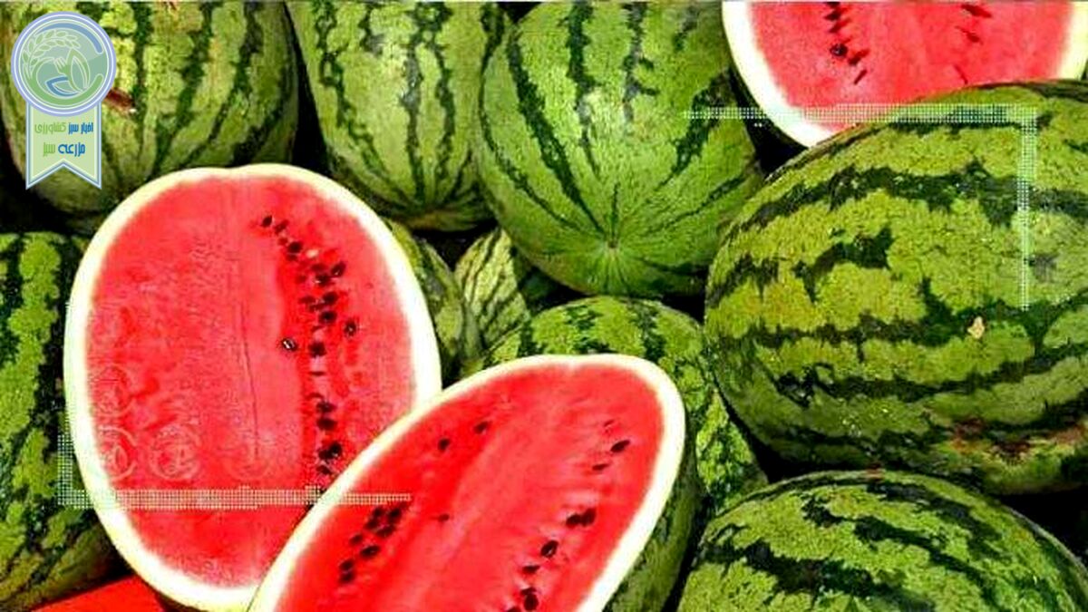 افزایش ۳۰ درصدی قیمت هندوانه نسبت به سال گذشته