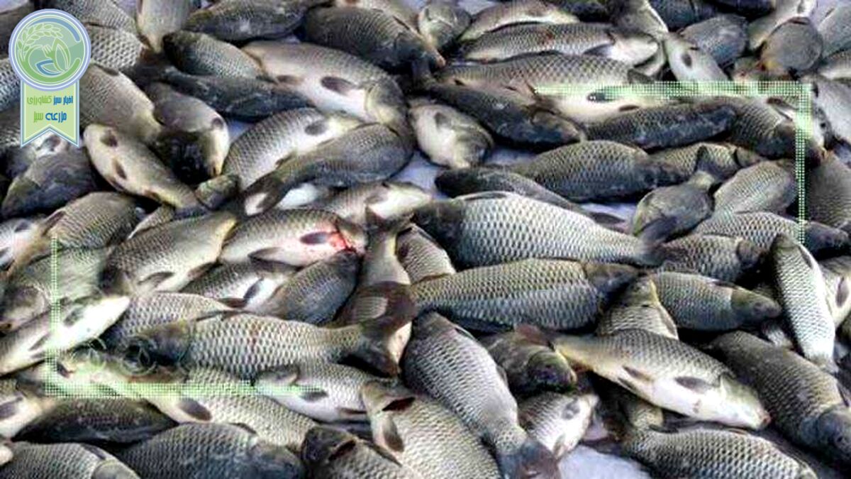 ۷۰ درصد مزرعه‌های پرورشی آبزیان سنتی است