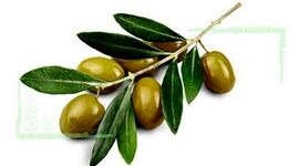 لزوم تغییر نگاه از خام‌فروشی به فرآوری در تولید زیتون