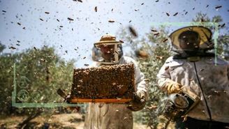 زنبورداری صنعتی پول‌ساز در دل کویر