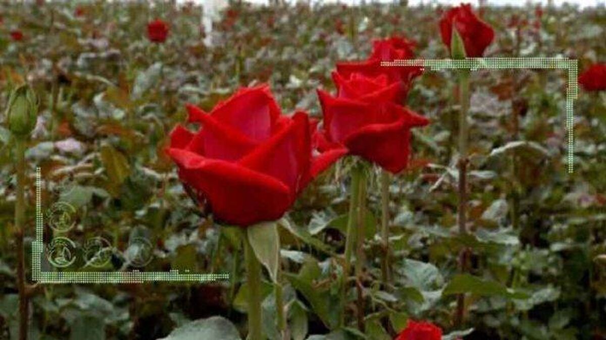 بازار گل و گیاهان زینتی در اختیار دلالان