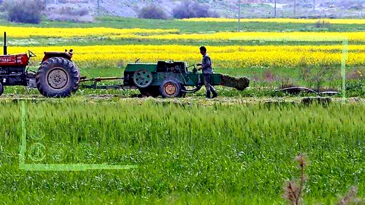 الگوی کشت راهی برای پایداری تولید و درآمد کشاورزان
