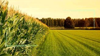 رشد ۱۳۲ درصدی تسهیلات بانک کشاورزی برای کشت گلخانه‌ای