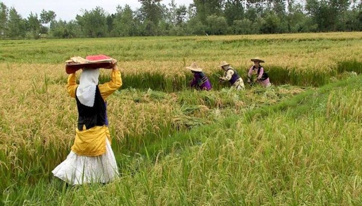 اهمیت حضور زنان روستایی در طرح الگوی کشت
